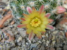 Mammillaria solisioides
