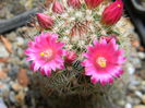 DSCN6564
