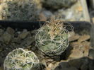 Turbinicarpus pseudomacrochele