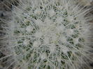 Thelocactus macdowellii