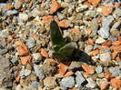 Ariocarpus retusus ssp. panarottoy