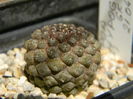 Copiapoa hypogaea FR261