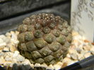 Copiapoa hypogaea FR261