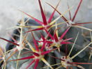 Ferocactus emoryi?