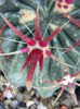 Ferocactus latispinus