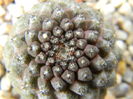 Copiapoa hypogaea FR261