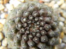 Copiapoa hypogaea FR261