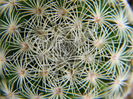 Mammillaria solisioides