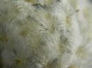 Mammillaria plumosa