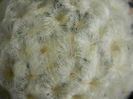 Mammillaria plumosa