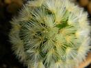 Mammillaria carmenae