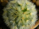 Mammillaria carmenae