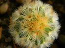 Mammillaria carmenae