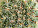 Mammillaria longiflora ssp. stampferi
