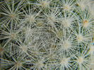 Mammillaria candida