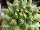 necunoscuta