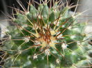 necunoscuta-posibil M. polythele