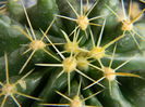 Thelocactus setispinus v. brevispinus