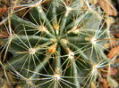 Thelocactus setispinus