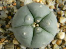 Lophophora williamsii 1