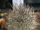 Mammillaria potsii (leona)