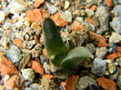 Ariocarpus retusus ssp. panarottoi