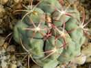 Thelocactus hexaedrophorus v. lloydii