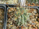 Glandulicactus uncinatus ssp. wrightii