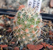 Mammillaria grahamii ssp. olivae