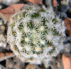 Mammillaria hernandezii