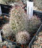 Mammillaria mazatlanensis