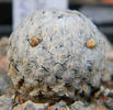 Mammillaria sanchez-mejoradae