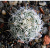 Mammillaria boolii