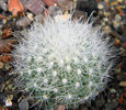 Mammillaria senilis
