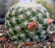 Mammillaria solisioides