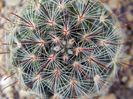 Mammillaria longiflora ssp. stampferi