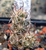 Mammillaria thornberi ssp. yaquensis