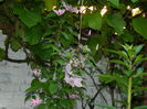 DSCN9593