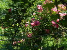 DSCN9601