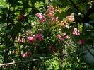 DSCN9602