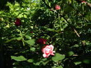 DSCN9603
