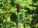 DSCN9612