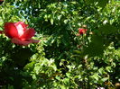 DSCN9620