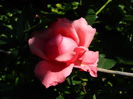 DSCN9622