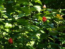 DSCN9626