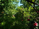 DSCN9633