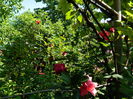 DSCN9634