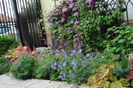 Betty Risdon+heuchera(marmelade+