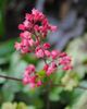 flori heuchera paris