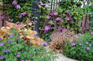 geranium sanguineum Rosa